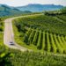 Le colline UNESCO abbracciano il Rally Regione Piemonte